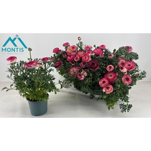 RANUN SPRINK VIO BIC