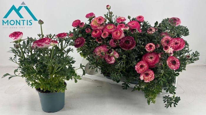 <h4>RANUN SPRINK VIO BIC</h4>