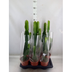 Euphorbia acrurensis