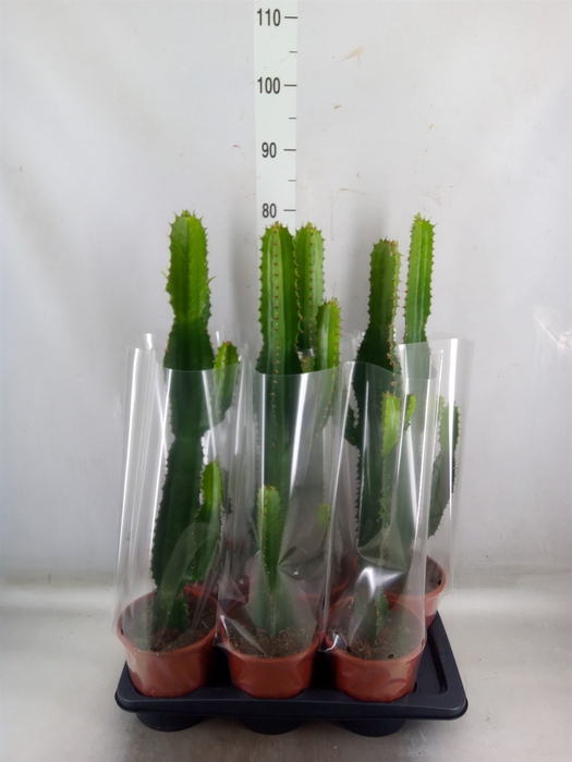 <h4>Euphorbia acrurensis</h4>