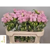 Campanula Cham Pink