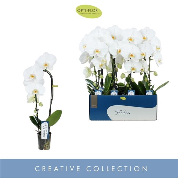 <h4>Phalaenopsis overig wit</h4>