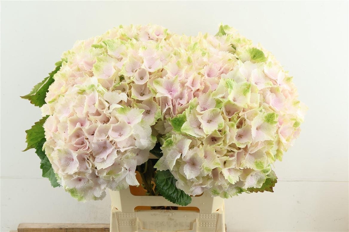 <h4>Hydr M Emerald Pink 60-20</h4>