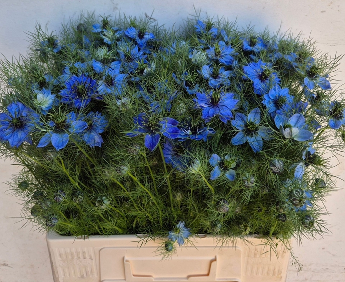 <h4>NIGE D DEEP SEA BLUE</h4>