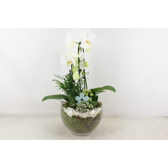 <h4>Arr2 Pl - Glas Henrik Phal. Wit Flower</h4>