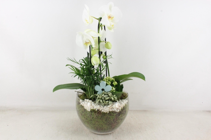 <h4>arr2 PL - Glas Henrik phal. wit Flower</h4>