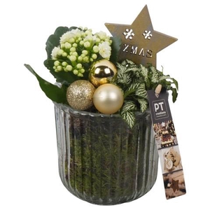 PTCHG5705 Arrangement Christmas Gold in glazen pot