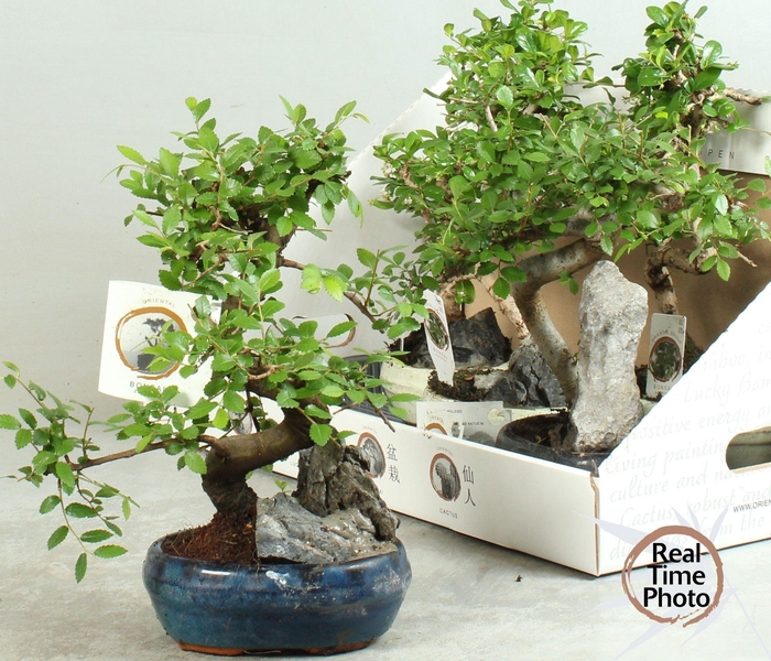<h4>BONSAI GEM</h4>