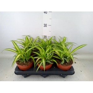 Chlorophytum com. 'Variegatum'