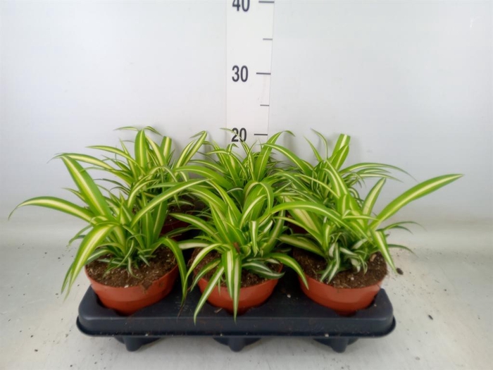 <h4>Chlorophytum com. 'Variegatum'</h4>