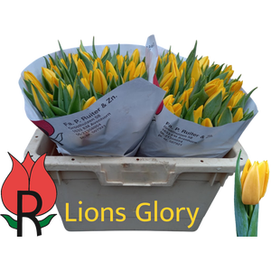 TU EN LIONS GLORY