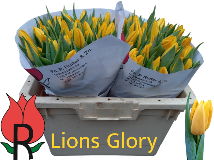 <h4>TU EN LIONS GLORY</h4>