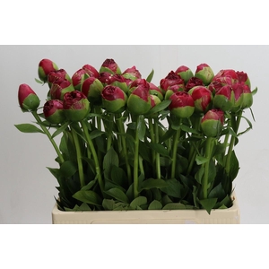 Paeonia Command Performance