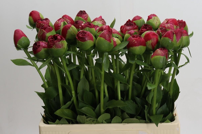 <h4>Paeonia Command Performance</h4>