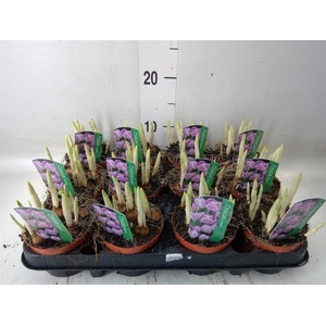 Crocus vernus 'Pickwick'