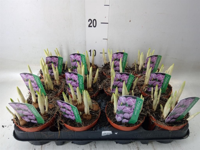 <h4>Crocus vernus 'Pickwick'</h4>