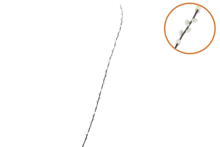 Silk Willow Catkins White 152cm