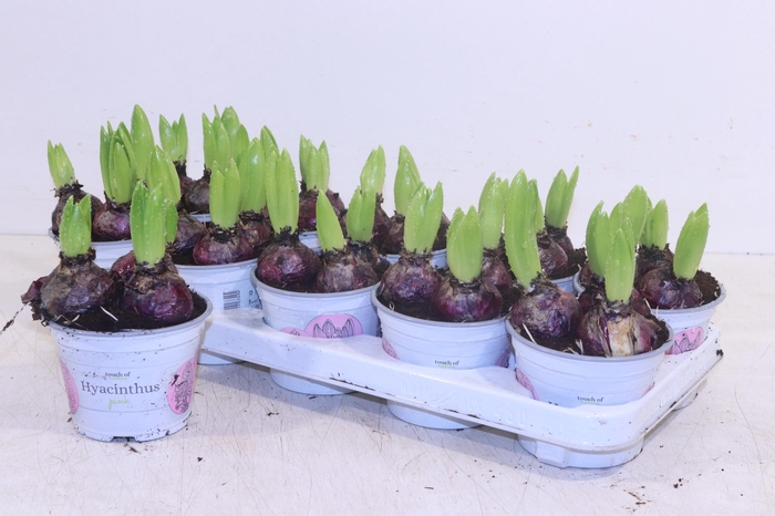 <h4>HYACIN PINK PEARL</h4>