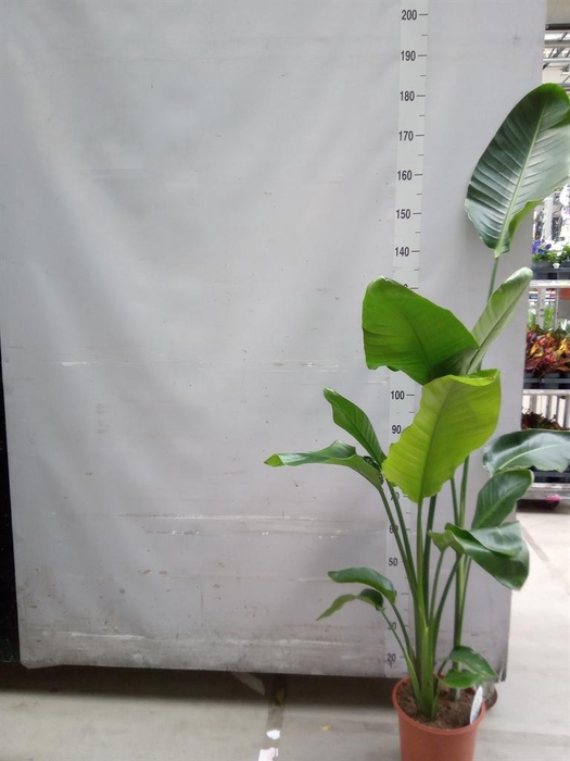 <h4>Strelitzia nicolai</h4>