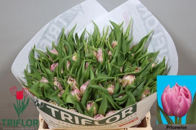 <h4>TU DU PRICEWISE</h4>