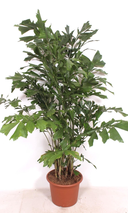 <h4>Caryota mitis</h4>