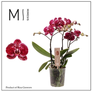 Phalaenopsis Spirit Red 3 spike - 12cm | Mimesis