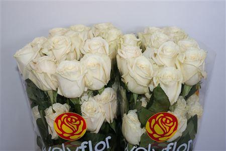 <h4>R GR PLAYA BLANCA</h4>