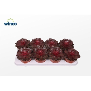 ECHEV PERLE VON NURN