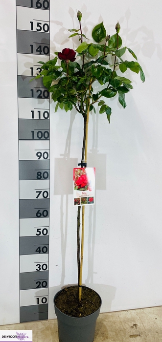<h4>ROSA ST OV</h4>