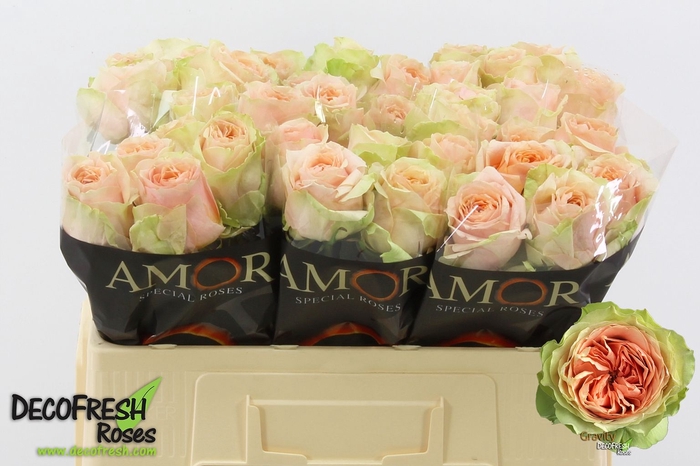 <h4>Rosa large gravity</h4>