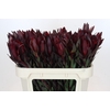 Leucadendron Saf Sunset Dark R.