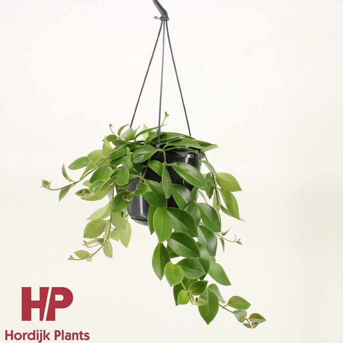 <h4>Aeschynanthus 'Mona Lisa' Groen</h4>