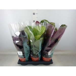 Calathea roseopicta   ...mix