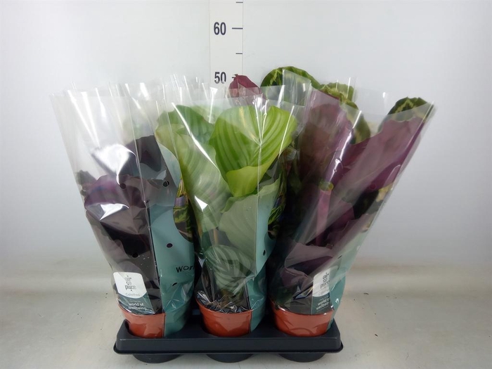 <h4>Calathea roseopicta   ...mix</h4>