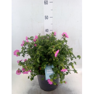 Anisodontea capensis 'Elega Prince'