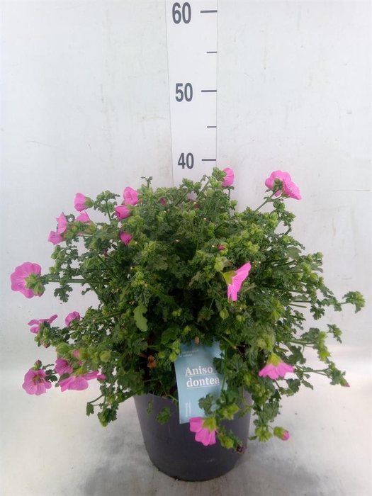 <h4>Anisodontea capensis 'Elega Prince'</h4>