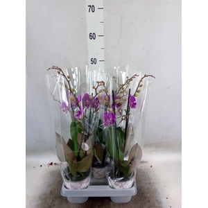 Phalaenopsis   ...lilac