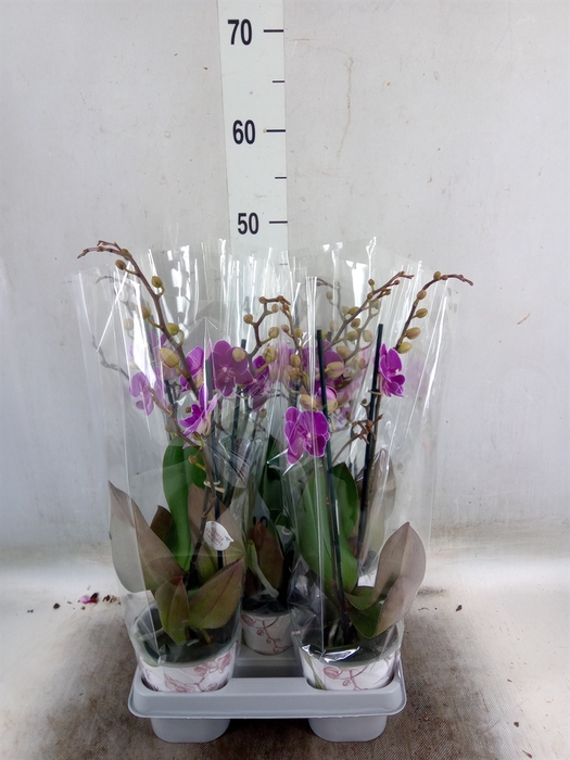 <h4>Phalaenopsis   ...lilac</h4>