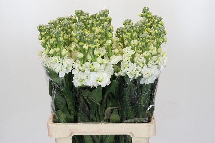 <h4>MATTH IRON WHITE</h4>