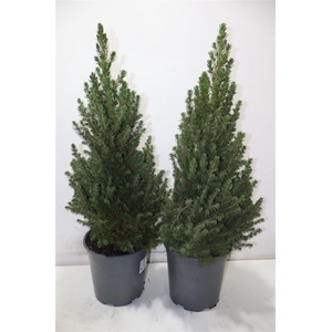 Picea Gl Conica
