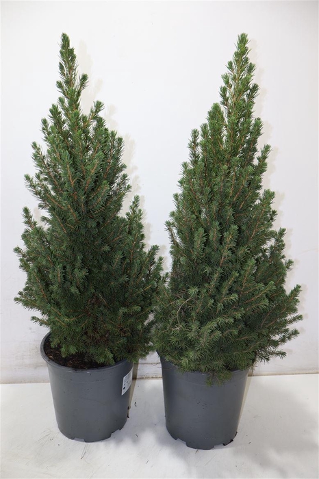<h4>Picea Gl Conica</h4>