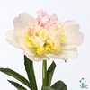 PAEONIA TOP BRASS