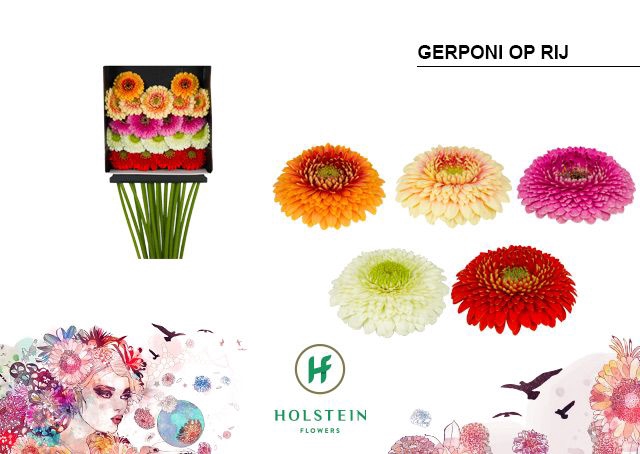 <h4>GE MB GERPONI OP RIJ DIA KAART x20</h4>