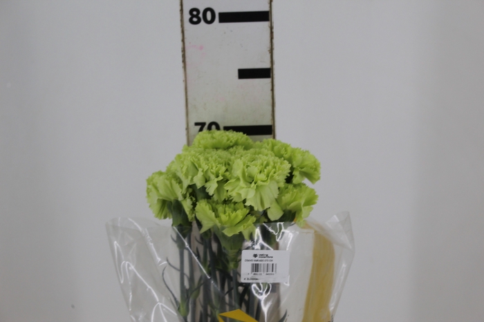 <h4>CRAVO GOBLIN 070 CM</h4>