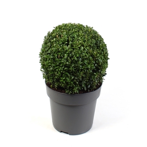 Buxus Sempervirens 38/-+ bol