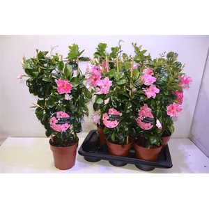 Mande Sun Velvet Rose