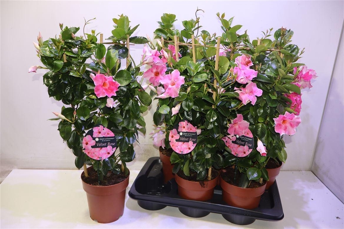 <h4>Mande Sun Velvet Rose</h4>