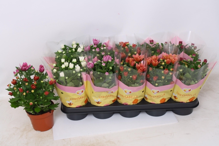 <h4>CHRYS GEVULDBL GEM</h4>