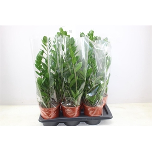 Zamioculcas 5+