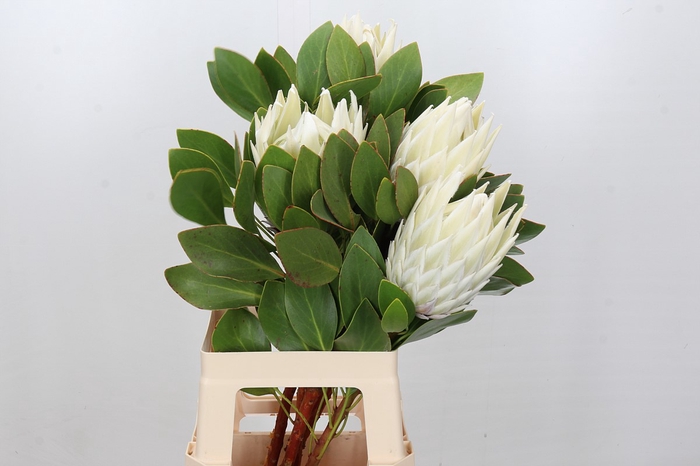 <h4>Protea Cyn. Ayoba Arctic Ice</h4>